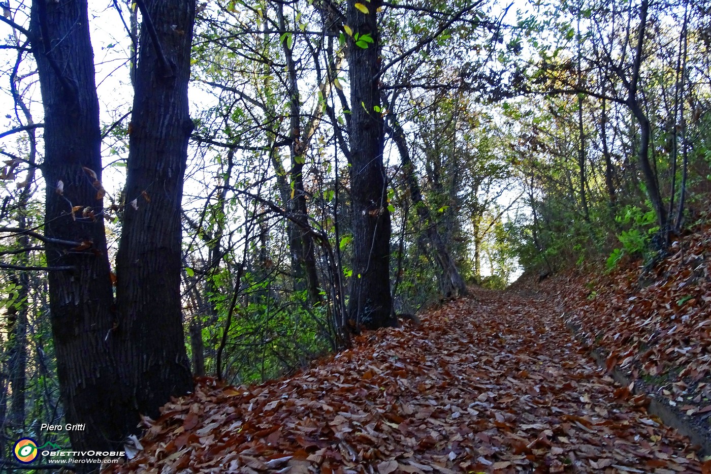 23 Bosco di castagni, frassini minori, carpini neri, robinie,... .JPG -                                